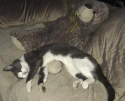 Lost Male Cat last seen Foundry bridge, Blaenau Gwent, Wales 