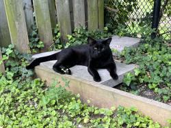 Found/Stray Male Cat last seen Westminster Creek, Vaughan, ON 