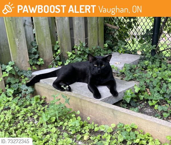 Found/Stray Male Cat last seen Westminster Creek, Vaughan, ON 