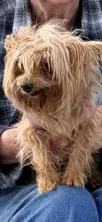 Lost Female Dog last seen Hunters Horn Lane, Brunswick, GA 31525