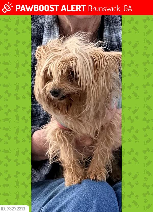 Lost Female Dog last seen Hunters Horn Lane, Brunswick, GA 31525