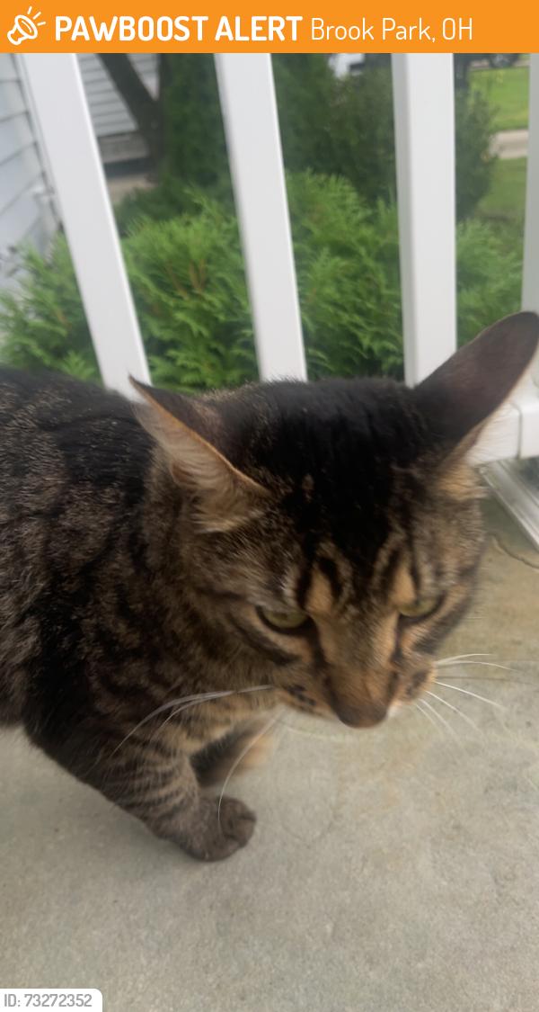 Found/Stray Unknown Cat last seen Ashland and Harrison, Brook Park, OH 44142