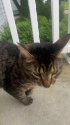 Found/Stray Unknown Cat last seen Ashland and Harrison, Brook Park, OH 44142