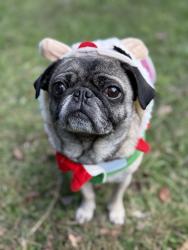 Lost Female Dog last seen Edgebrook, Houston, TX 77034