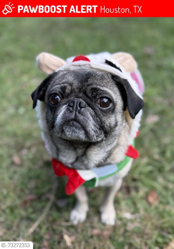 Lost Female Dog last seen Edgebrook, Houston, TX 77034