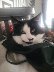 Lost Male Cat last seen Larches, Ashton-on-Ribble, England PR2 1LN