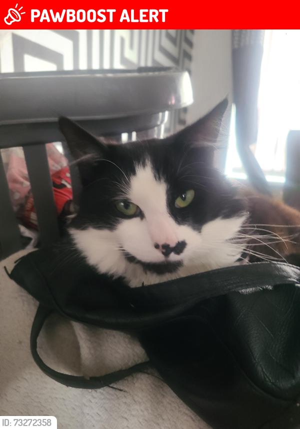 Lost Male Cat last seen Larches, Ashton-on-Ribble, England PR2 1LN