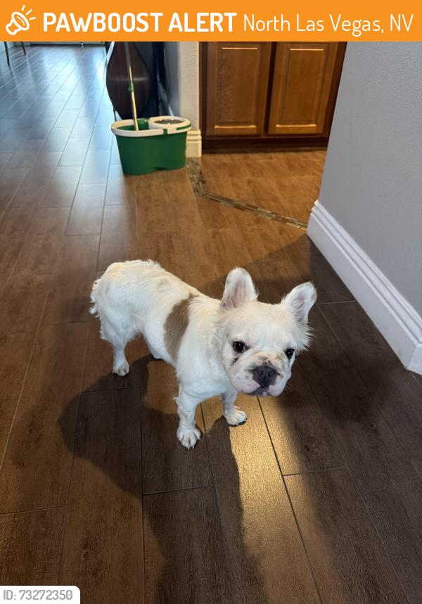 Found/Stray Female Dog last seen Aliante and Deer Springs in trails, North Las Vegas, NV 89084