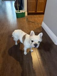 Found/Stray Female Dog last seen Aliante and Deer Springs in trails, North Las Vegas, NV 89084