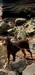 Lost Male Dog last seen northgate trailer park, Pinson, AL 35126