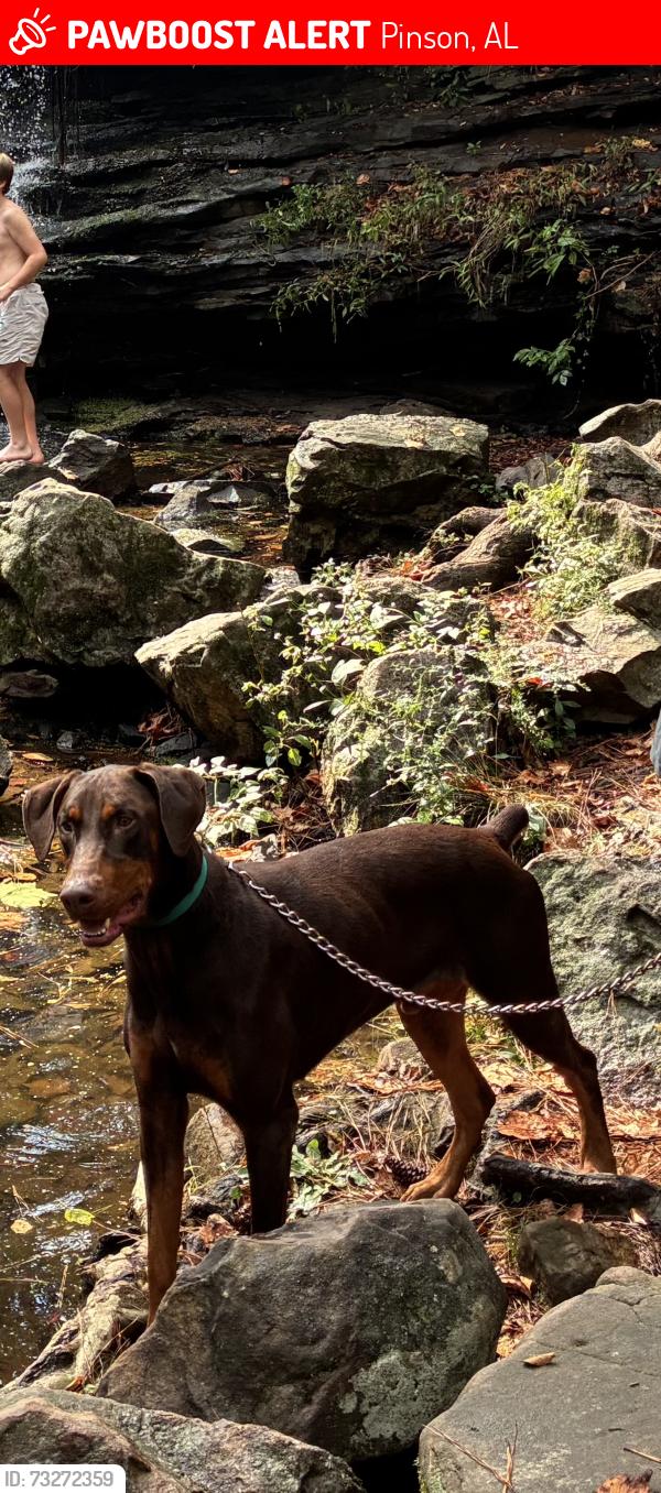 Lost Male Dog last seen northgate trailer park, Pinson, AL 35126