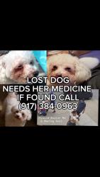 Lost Female Dog last seen Near max deals across from a senior center, The Bronx, NY 10467