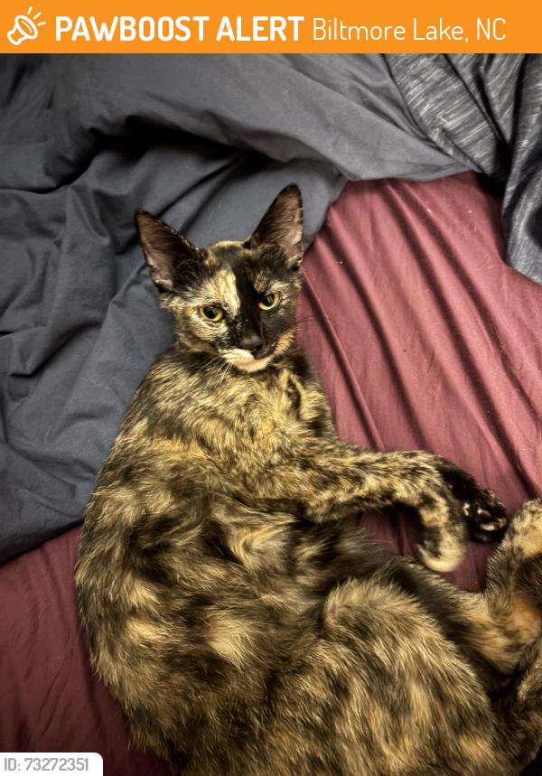 Found/Stray Female Cat last seen Starnes Cove Rd and Mountain View Dr. Candler, Biltmore Lake, NC 28715