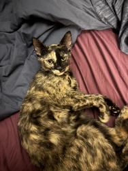 Found/Stray Female Cat last seen Starnes Cove Rd and Mountain View Dr. Candler, Biltmore Lake, NC 28715