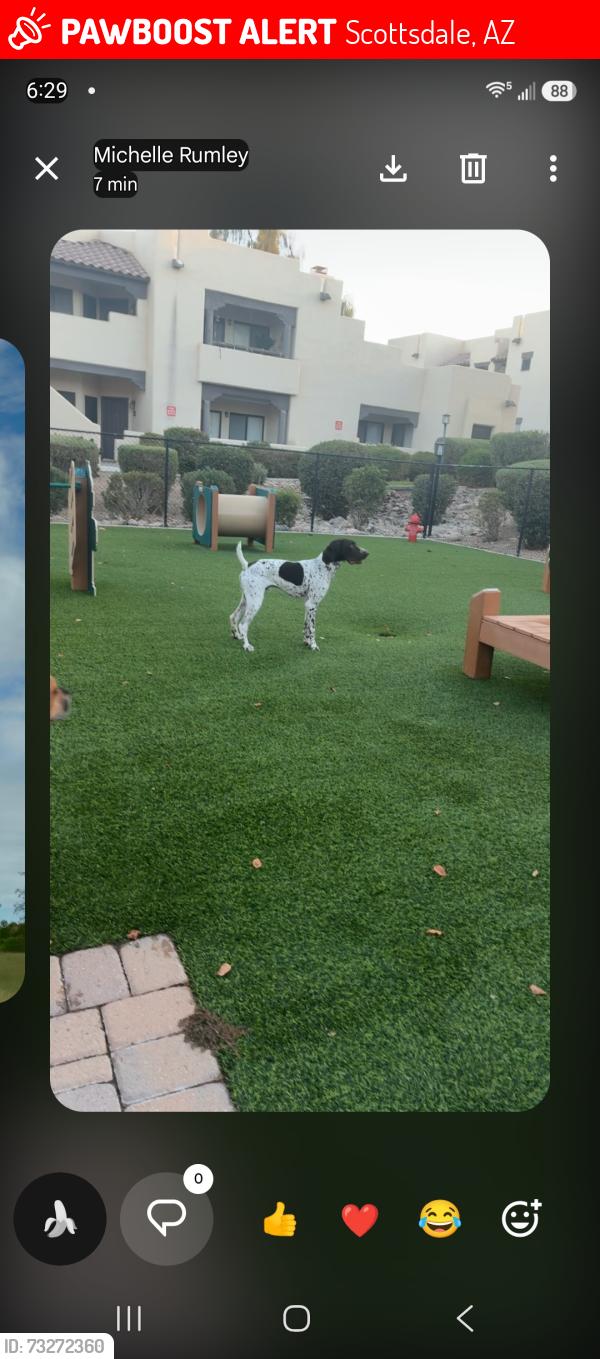 Lost Male Dog last seen Shea & 115th, Scottsdale, AZ 85259