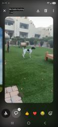 Lost Male Dog last seen Shea & 115th, Scottsdale, AZ 85259