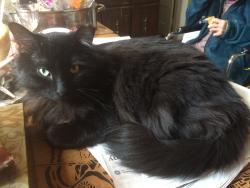 Lost Male Cat last seen On ramp to Charter Oak Bridge I91, East Hartford, CT 06118