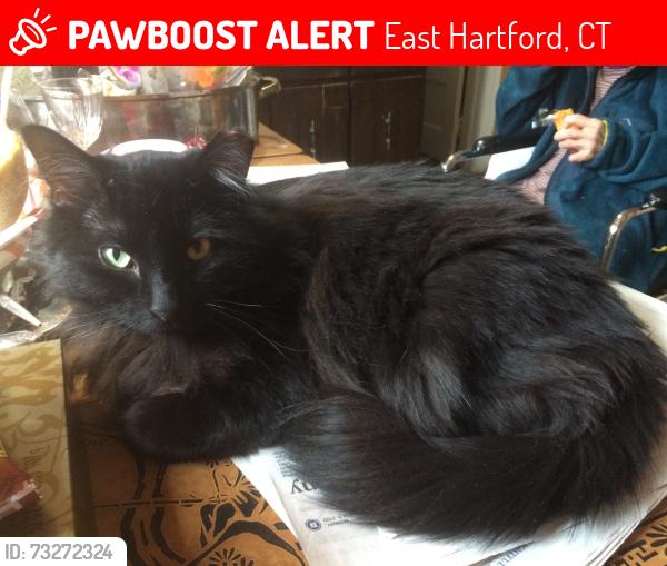 Lost Male Cat last seen On ramp to Charter Oak Bridge I91, East Hartford, CT 06118