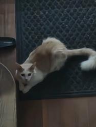 Found/Stray Male Cat last seen Half block from Main Street, Chillicothe, OH 45601