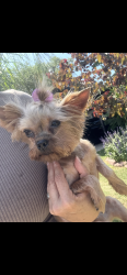 Lost Female Dog last seen Near caney creek dr, San Antonio, TX 78245
