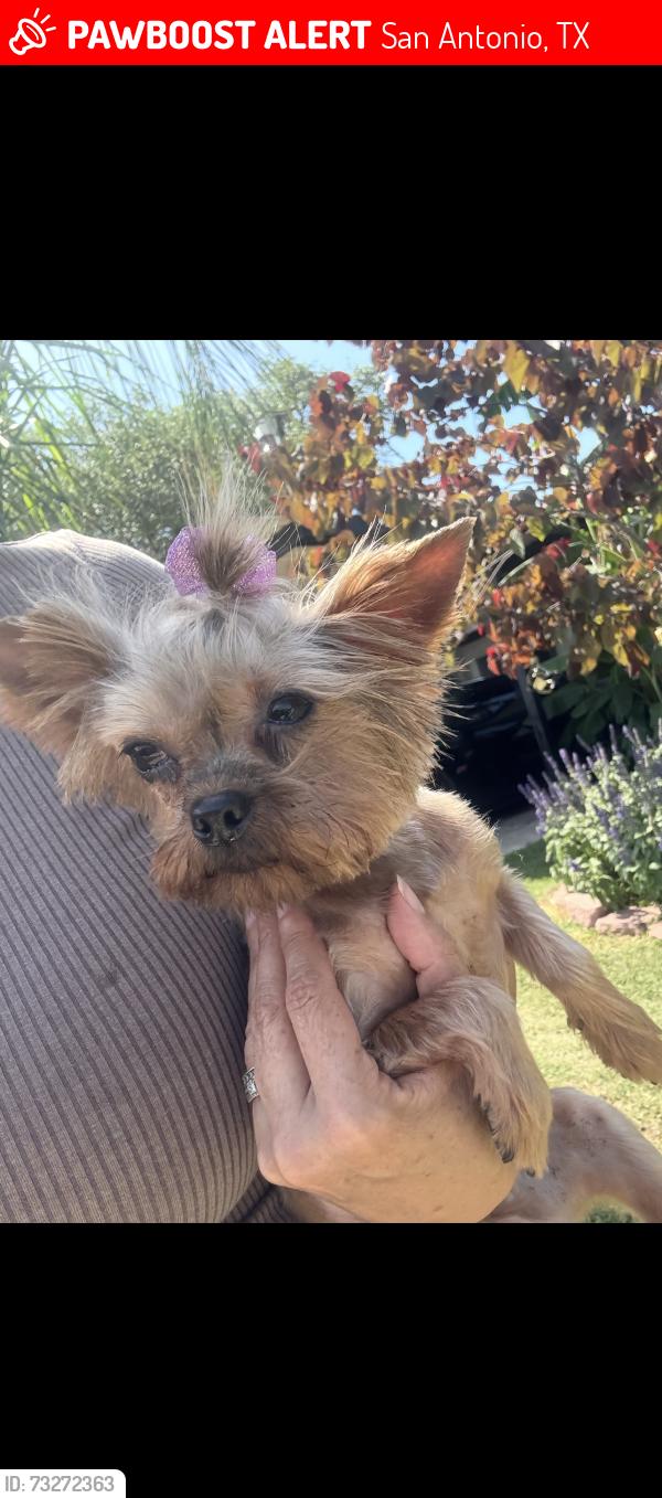 Lost Female Dog last seen Near caney creek dr, San Antonio, TX 78245