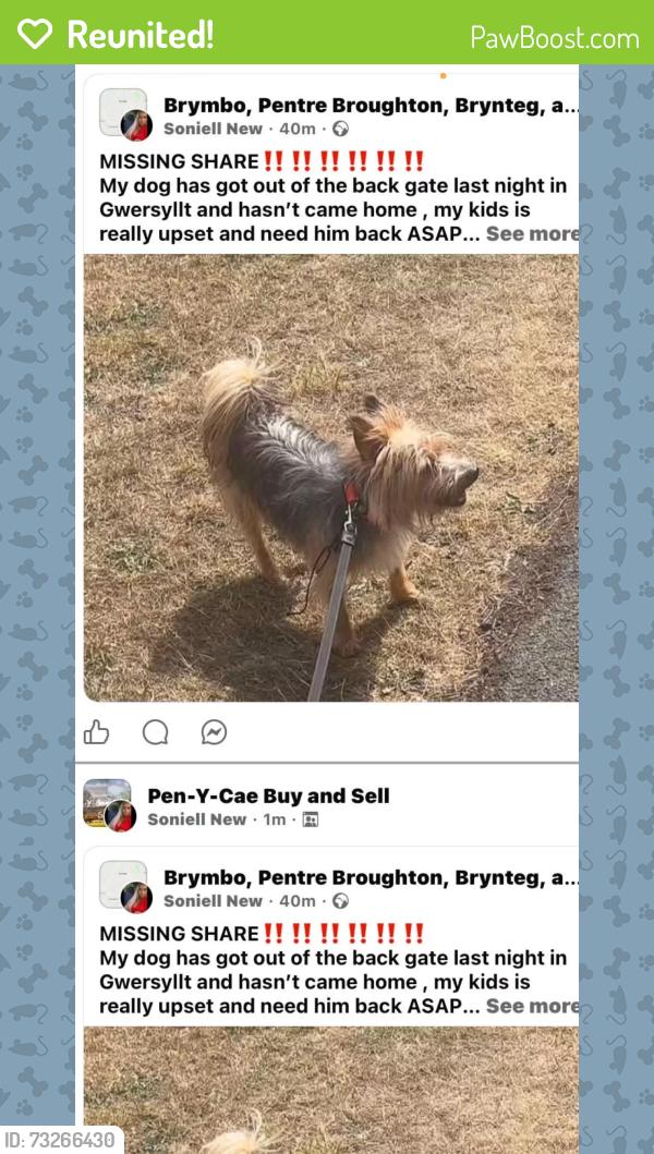 Reunited Male Dog last seen Gwersyllt, Gwersyllt, Wales 