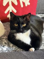 Lost Female Cat last seen Truc Lam Meditation Center, Houston, TX 77031