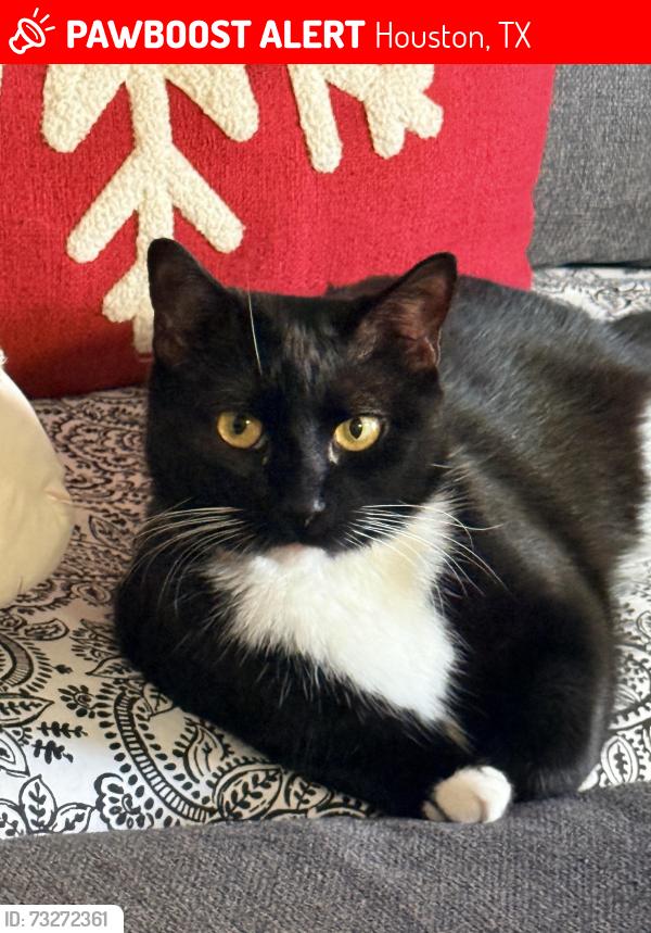 Lost Female Cat last seen Truc Lam Meditation Center, Houston, TX 77031