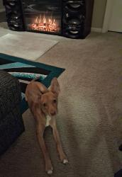 Found/Stray Male Dog last seen Near N Nebraska Ave, Tampa, FL 33613, Tampa, FL 33613