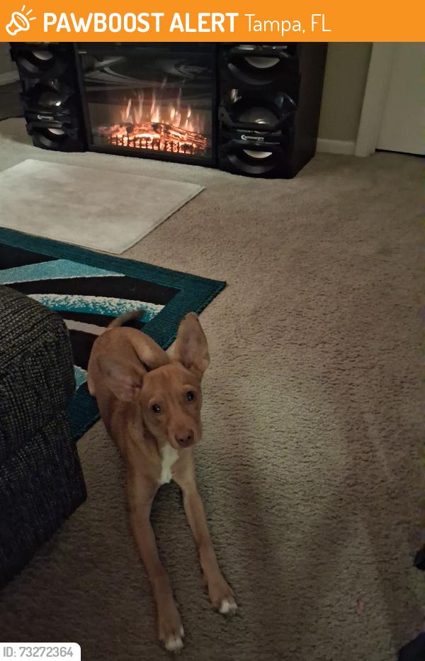 Found/Stray Male Dog last seen Near N Nebraska Ave, Tampa, FL 33613, Tampa, FL 33613