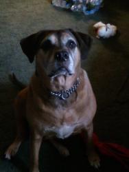 Lost Female Dog last seen Divine hwy and david hwy, Lyons, MI 48851