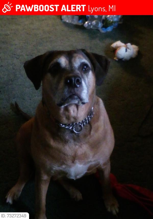 Lost Female Dog last seen Divine hwy and david hwy, Lyons, MI 48851