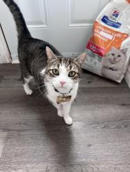 Lost Male Cat last seen Victoria st and Simon St, Shelburne, ON 