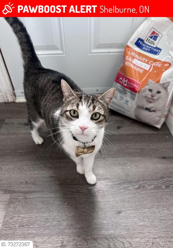 Lost Male Cat last seen Victoria st and Simon St, Shelburne, ON 