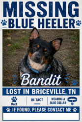 Lost Male Dog last seen Andy’s ridge, Wormsley lane, Briceville, TN 37710