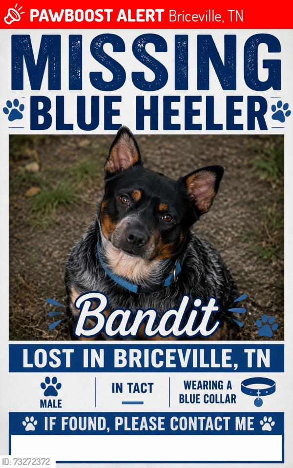 Lost Male Dog last seen Andy’s ridge, Wormsley lane, Briceville, TN 37710
