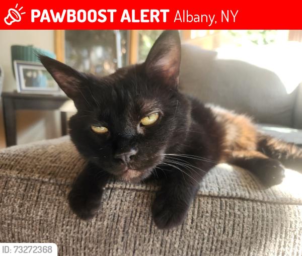 Lost Female Cat last seen Maple Avenue, Albany, NY 12208