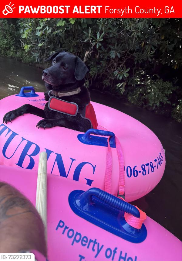 Lost Male Dog last seen Bethel road, Clermont, ga, Forsyth County, GA 30506