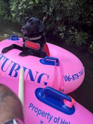 Lost Male Dog last seen Bethel road, Clermont, ga, Forsyth County, GA 30506