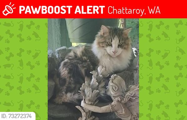 Lost Male Cat last seen Owens, Chattaroy, WA 99003