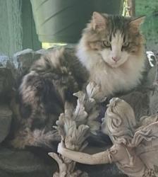 Lost Male Cat last seen Owens, Chattaroy, WA 99003