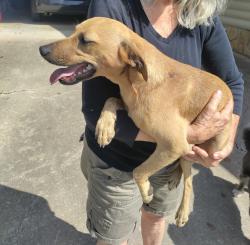 Found/Stray Female Dog last seen Shady grove rd, Cherokee County, NC 28906