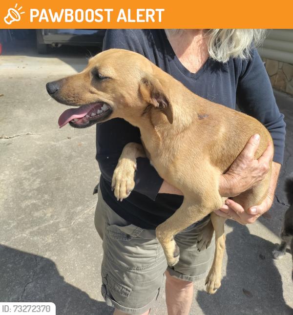 Found/Stray Female Dog last seen Shady grove rd, Cherokee County, NC 28906