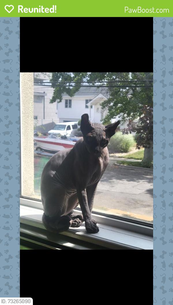 Reunited Male Cat last seen Riviera Lane and Legion st, Bellmore, NY, 11710, Bellmore, NY 11710