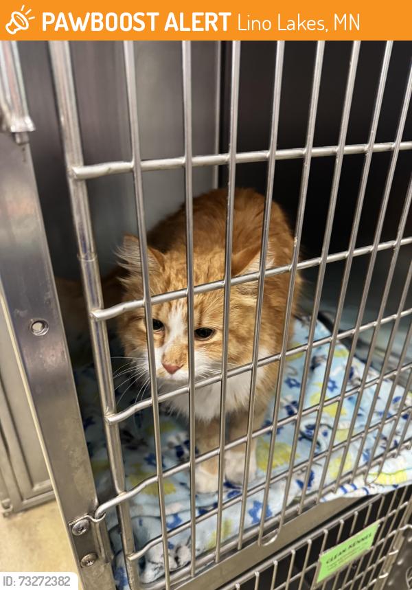 Found/Stray Male Cat last seen chomonix gold course, Lino Lakes, MN 55014