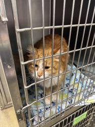 Found/Stray Male Cat last seen chomonix gold course, Lino Lakes, MN 55014