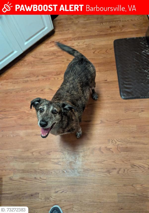Lost Female Dog last seen Carpenter's Mill Rd and Rt33 near ProTech Nursery, Barboursville, VA 22923