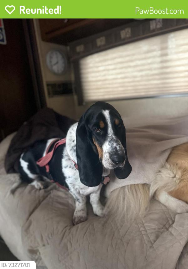 Reunited Female Dog last seen Encore Village, Schaumburg, IL 60194