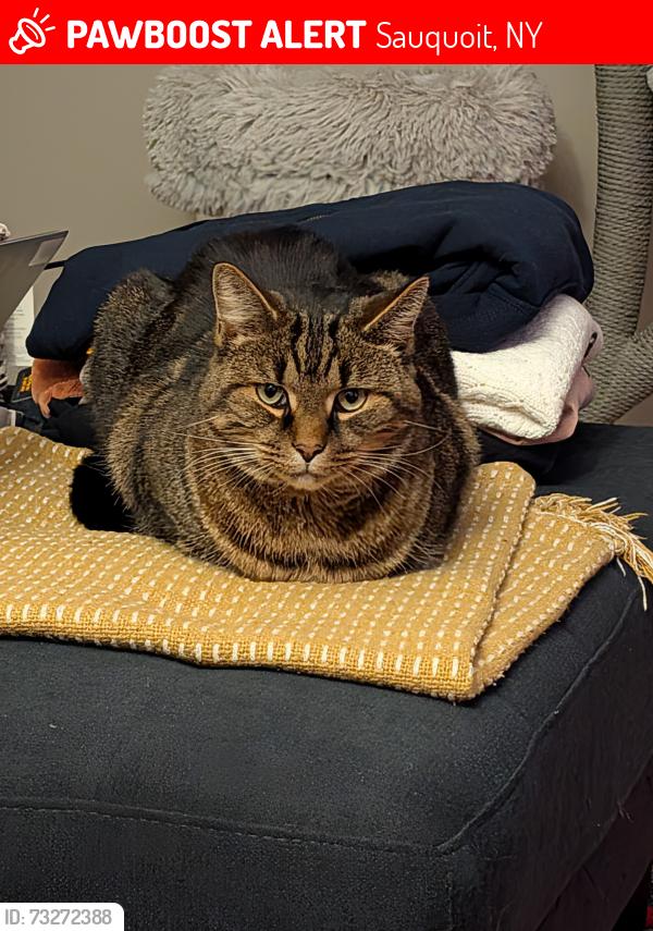 Lost Male Cat last seen Midway point of Hacadam Rd, Sauquoit, NY 13456