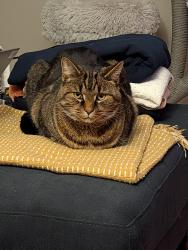 Lost Male Cat last seen Midway point of Hacadam Rd, Sauquoit, NY 13456